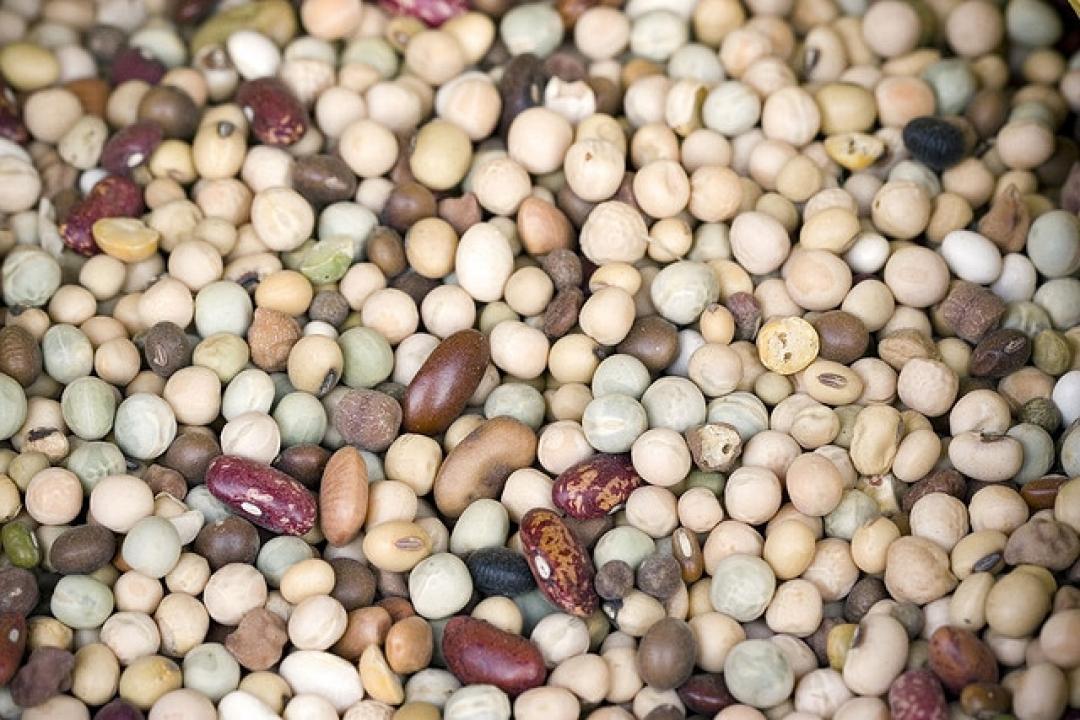 Spighe e Baccelli - Storie di legumi e cereali differenti